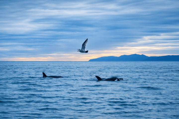 Orcas_activity-page